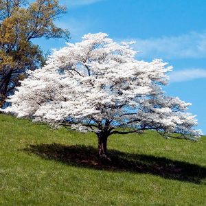 White Dogwood Tree