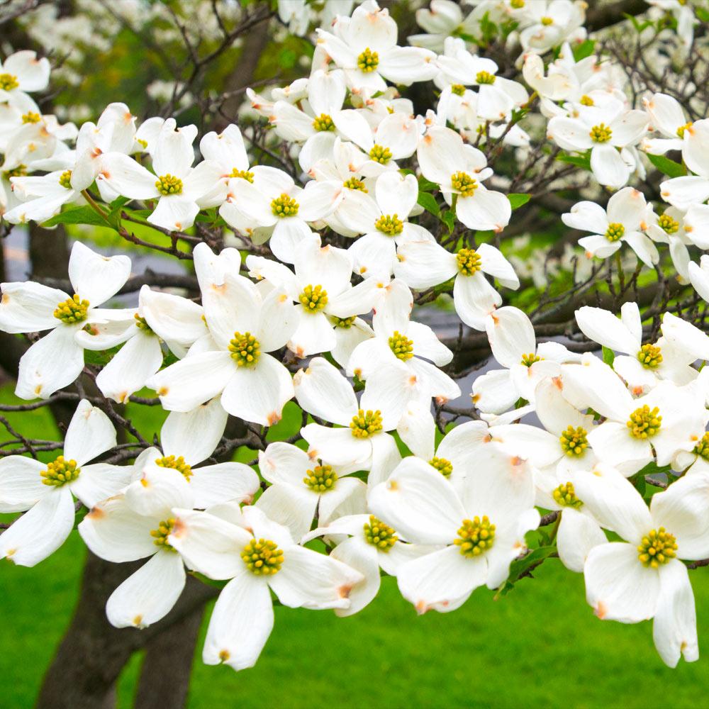 White Dogwood Tree - Image 3