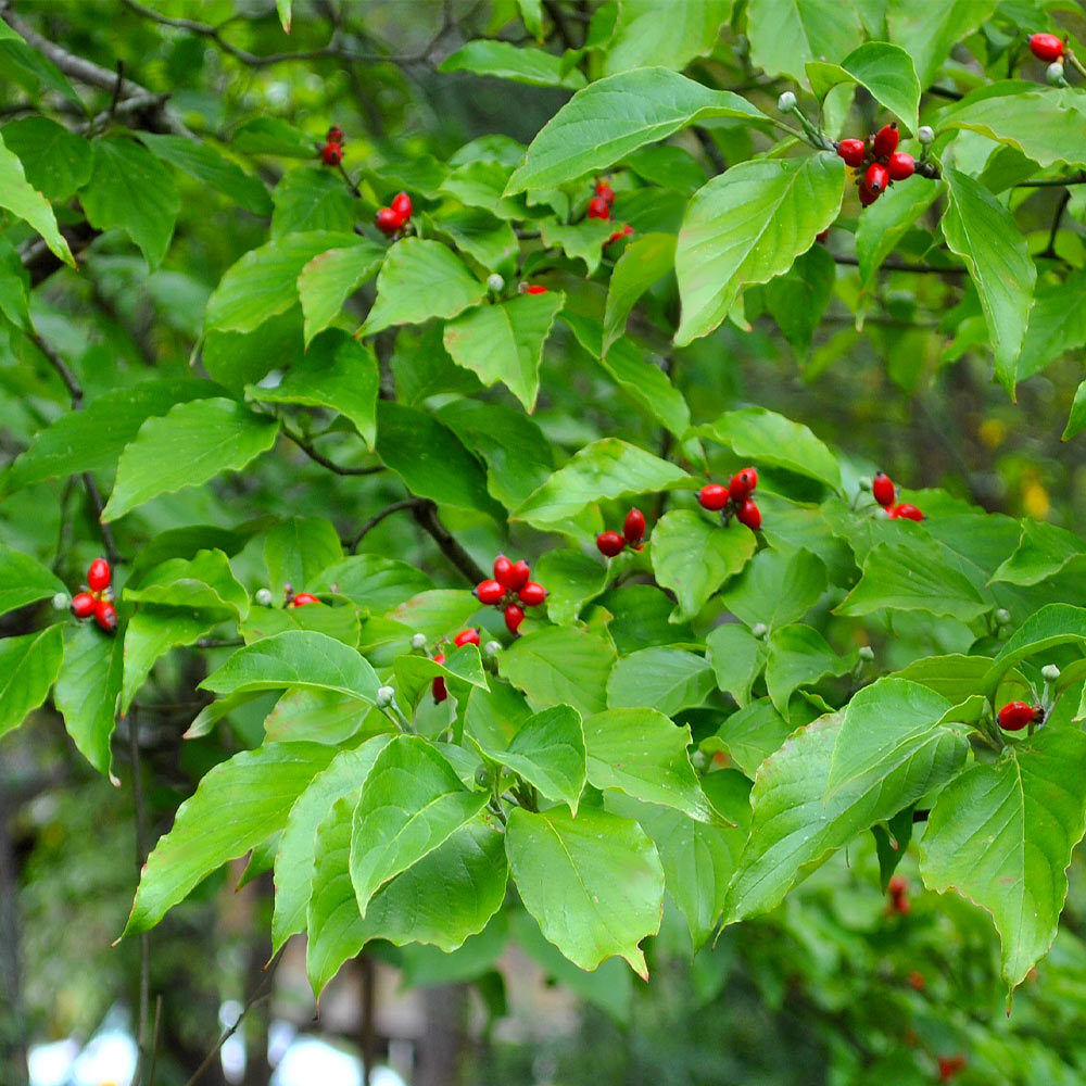White Dogwood Tree - Image 6