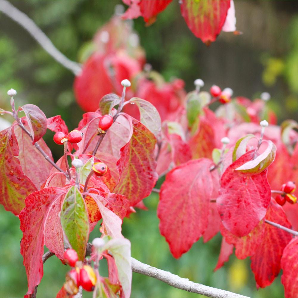 White Dogwood Tree - Image 4