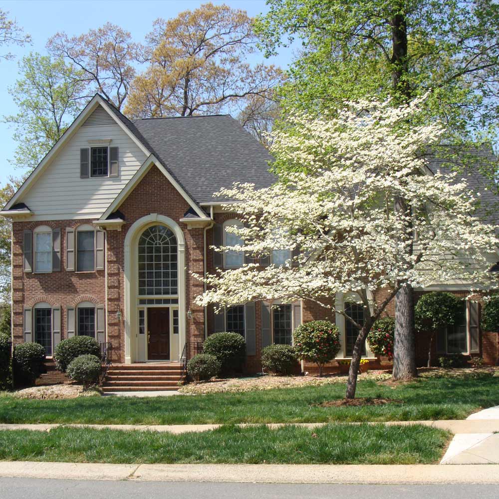 White Dogwood Tree - Image 2