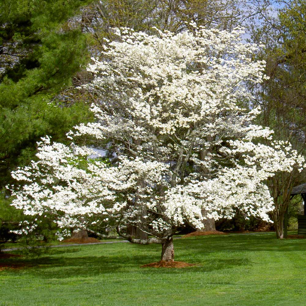 White Dogwood Tree - Image 5