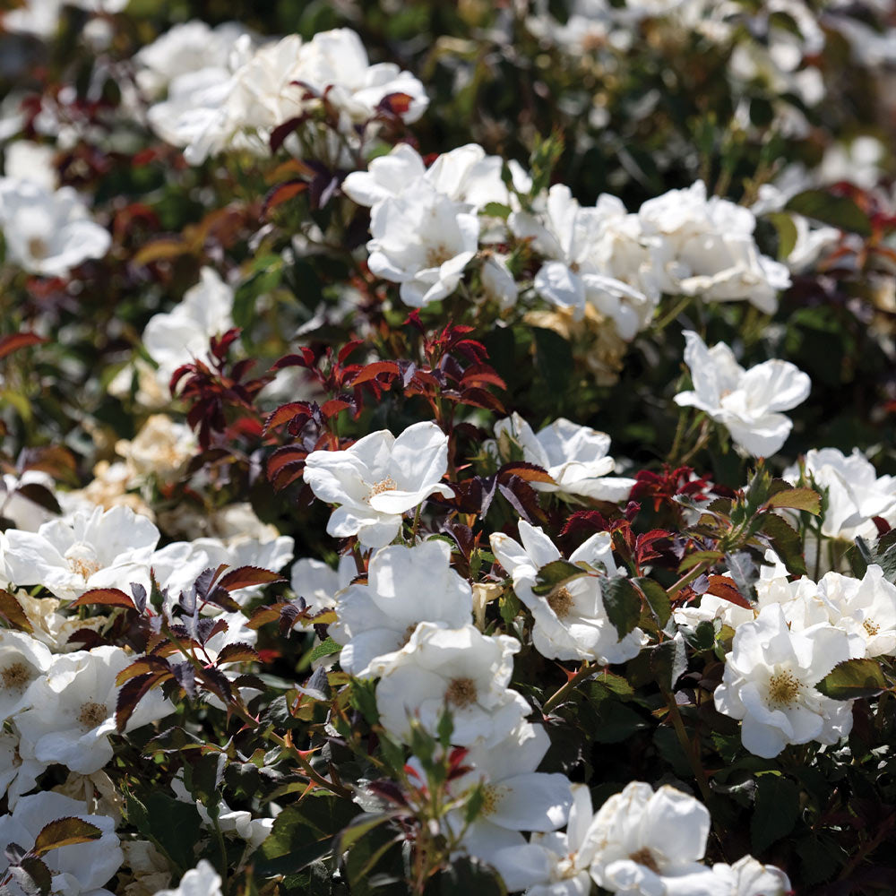 White Knock Out® Rose - Image 2