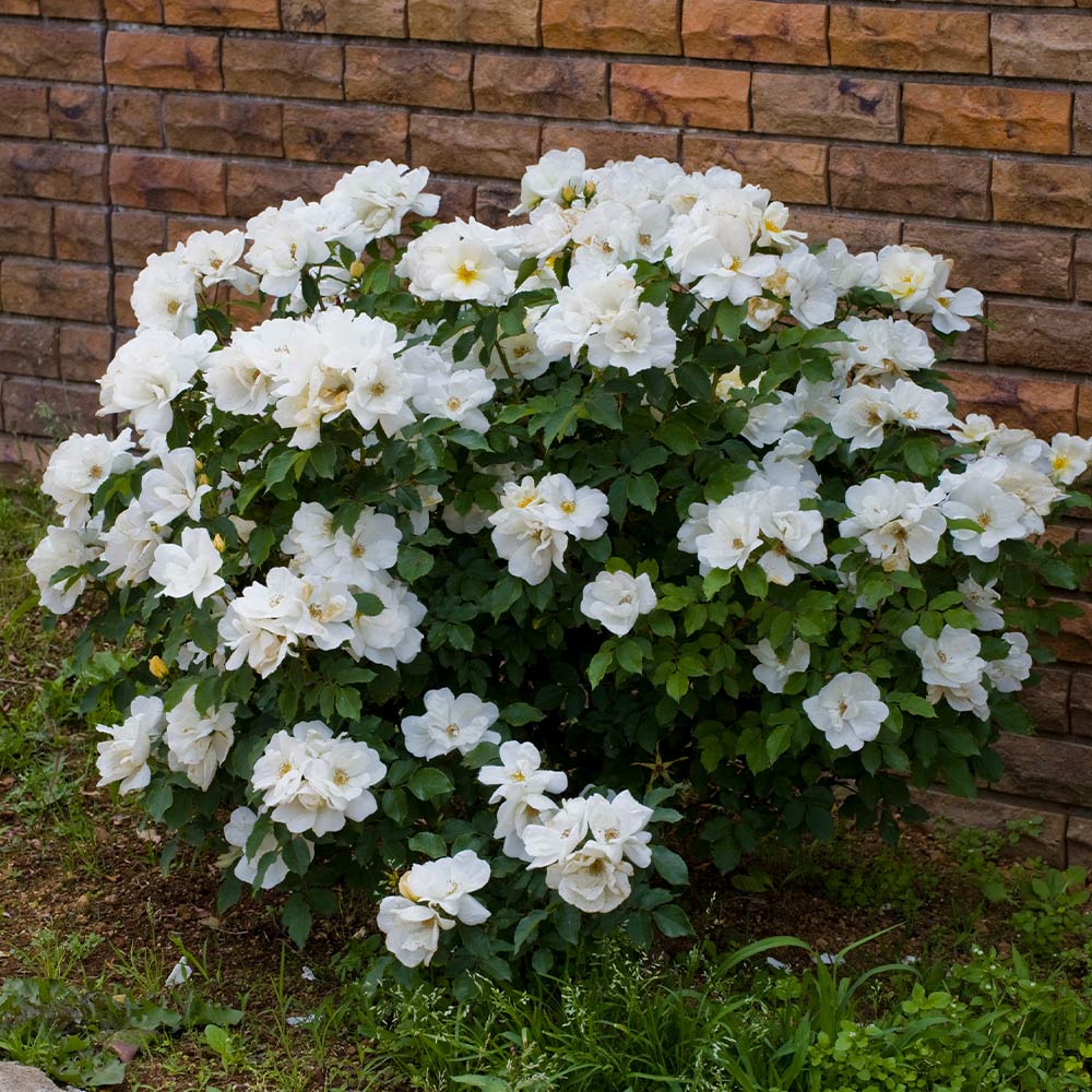 White Knock Out® Rose - Image 3