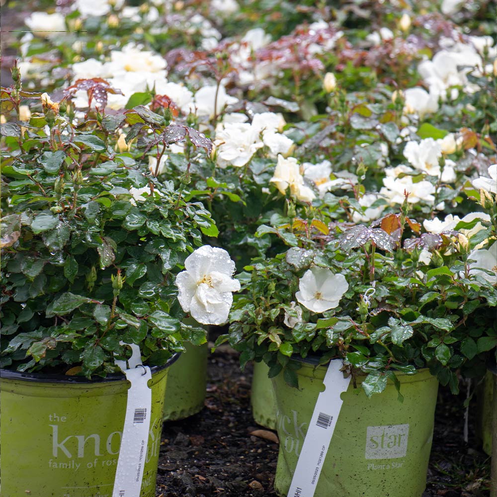White Knock Out® Rose - Image 4
