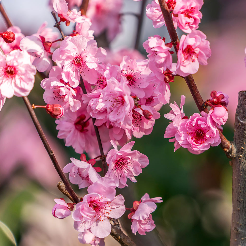 White Lady Peach Tree - Image 4