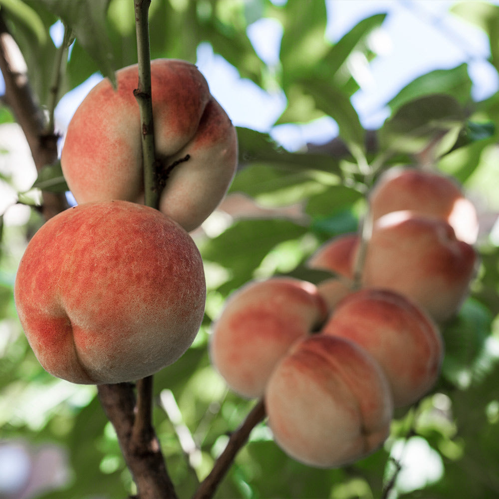 White Lady Peach Tree - Image 2