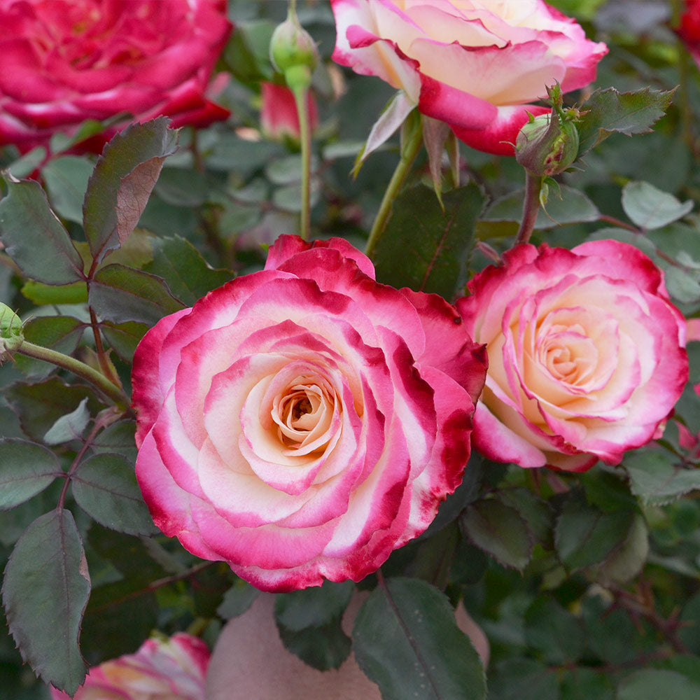 White Lies™ Rose Shrub - Image 3