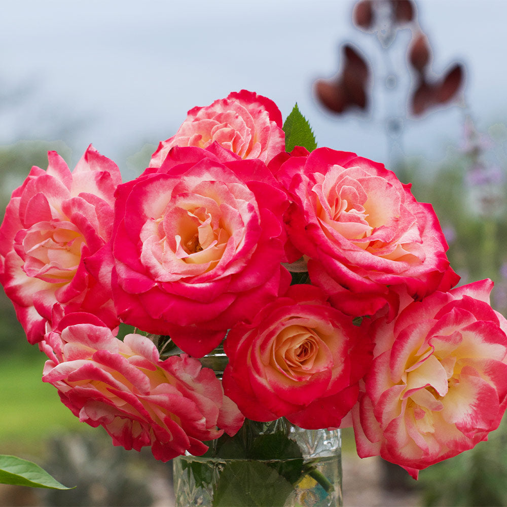White Lies™ Rose Shrub - Image 2