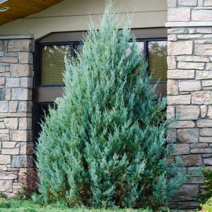 Juniper 'Wichita Blue' Tree