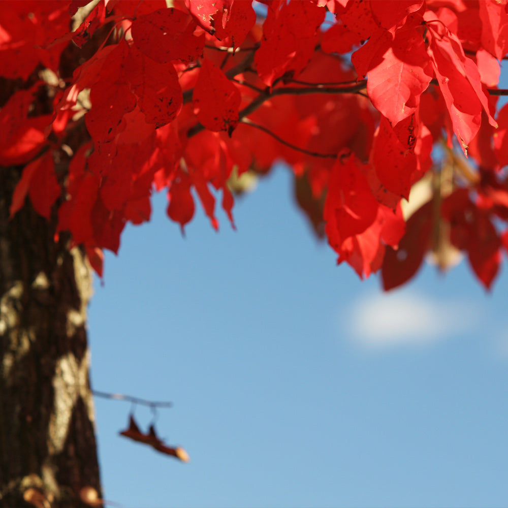 Wildfire Black Gum Tree - Image 4