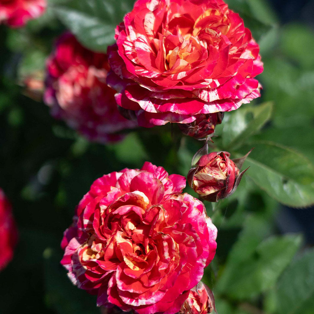 Bloomables® Winning Streak™ Rose - Image 2