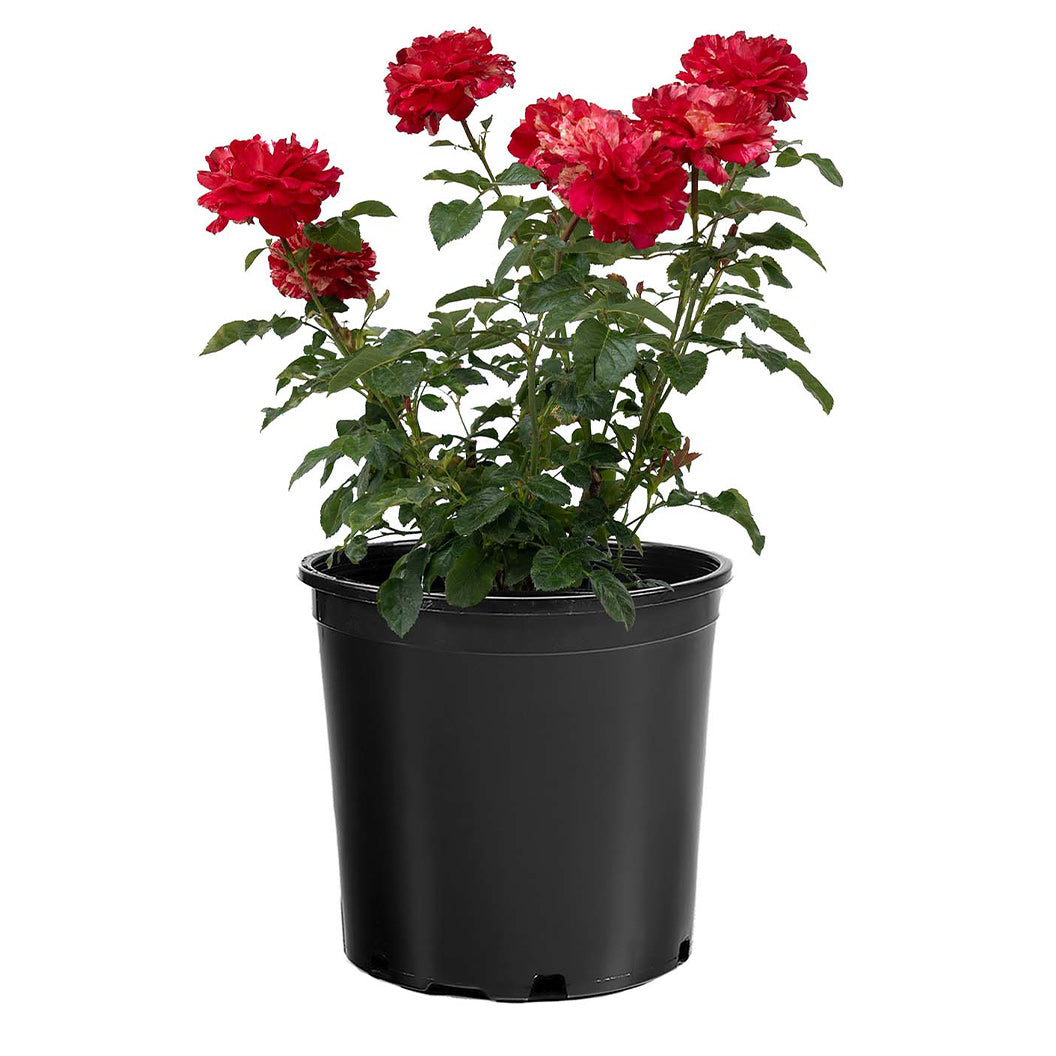 Bloomables® Winning Streak™ Rose - Image 4