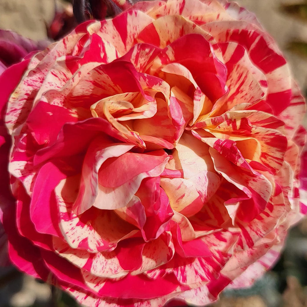 Bloomables® Winning Streak™ Rose - Image 3