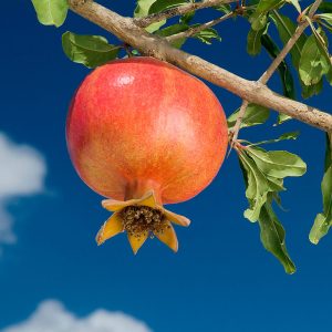 Wonderful Pomegranate Shrub