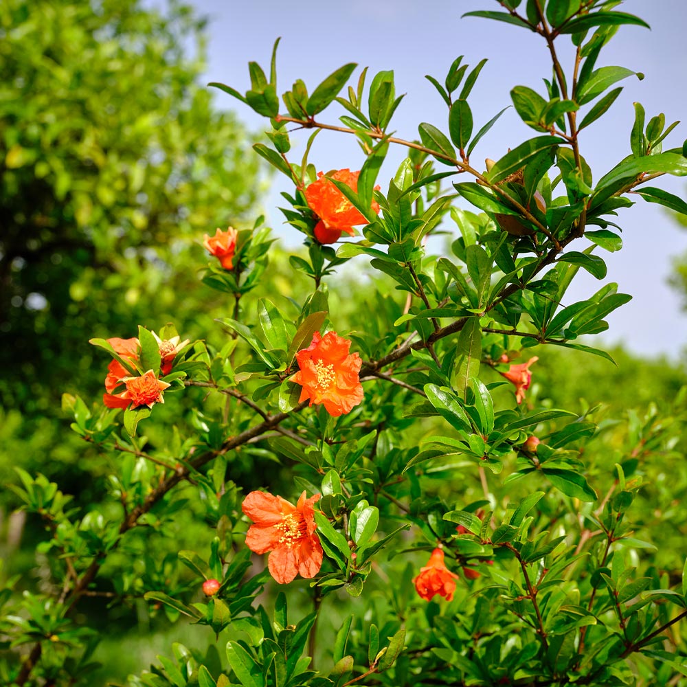 Wonderful Pomegranate Tree - Image 3
