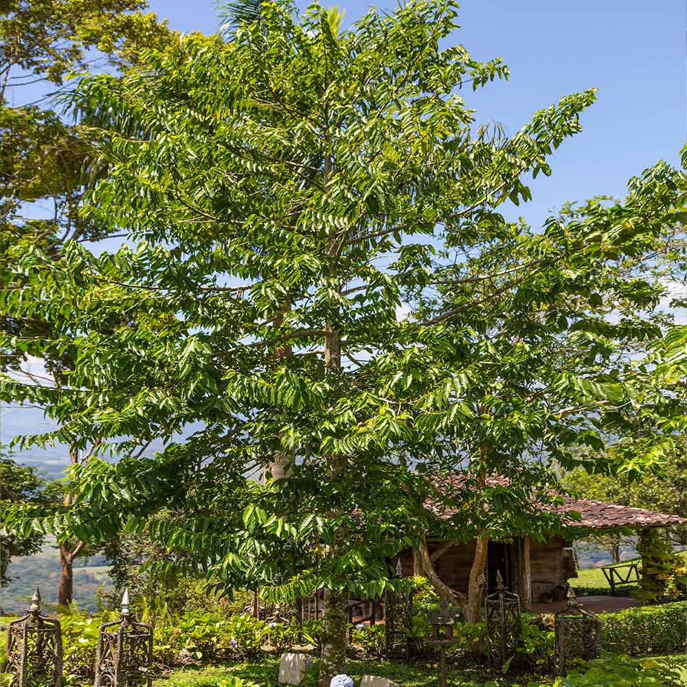 Ylang Ylang Tree - Image 3