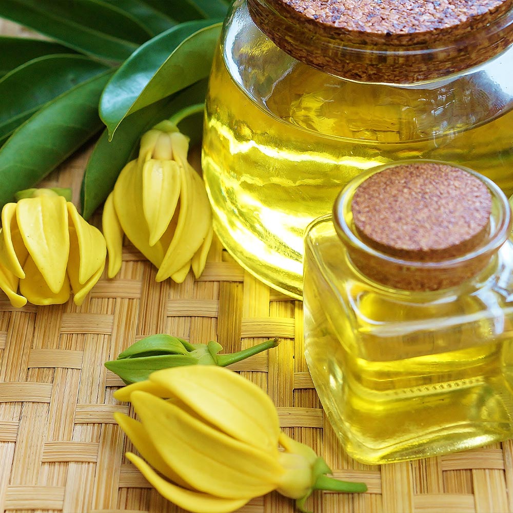 Ylang Ylang Tree - Image 5