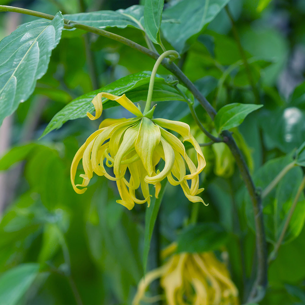 Ylang Ylang Tree - Image 2
