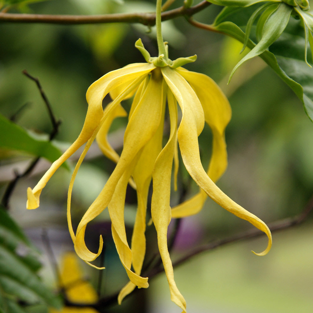 Ylang Ylang Tree - Image 4
