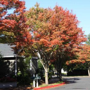 Green Vase® Zelkova Tree