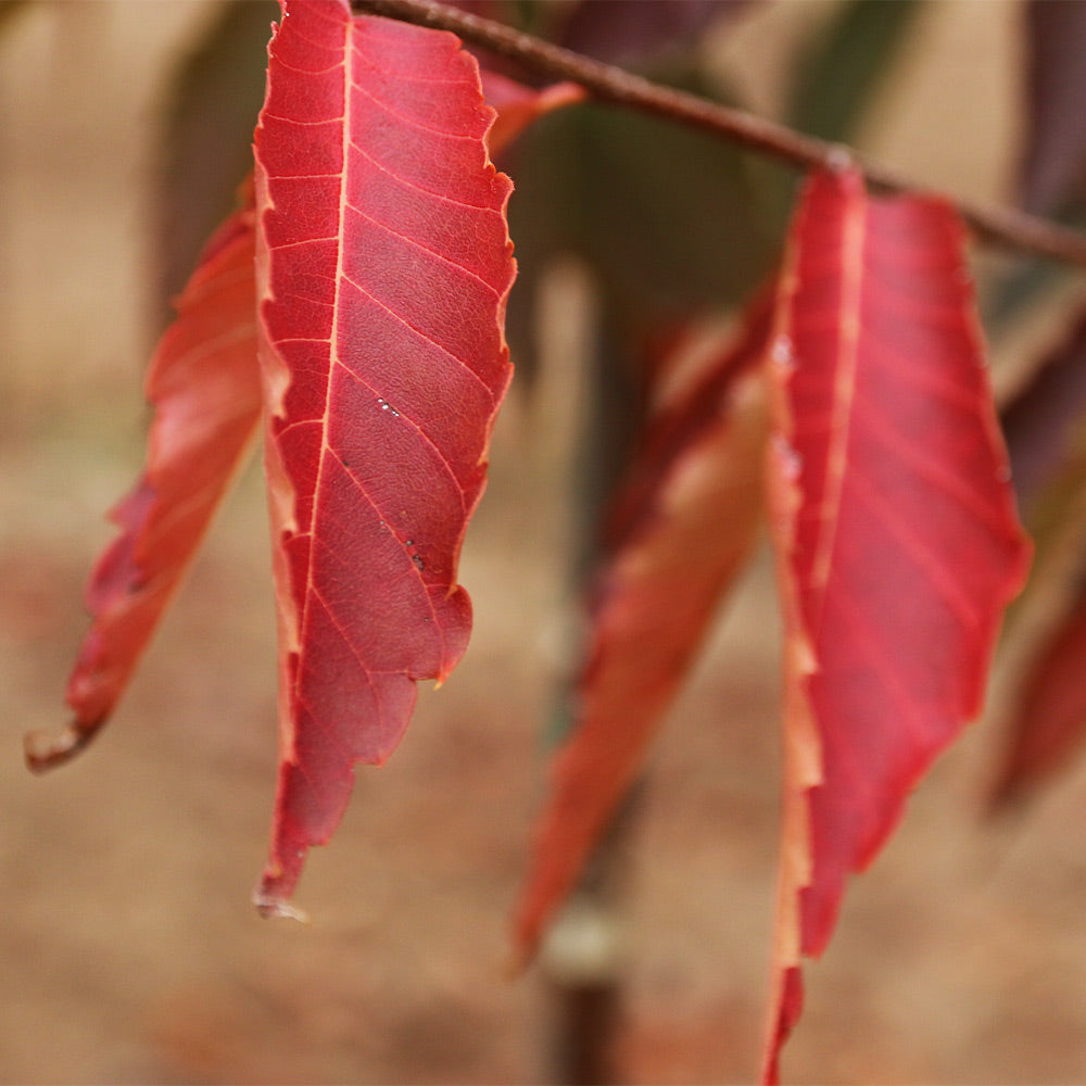 Green Vase® Zelkova Tree - Image 3