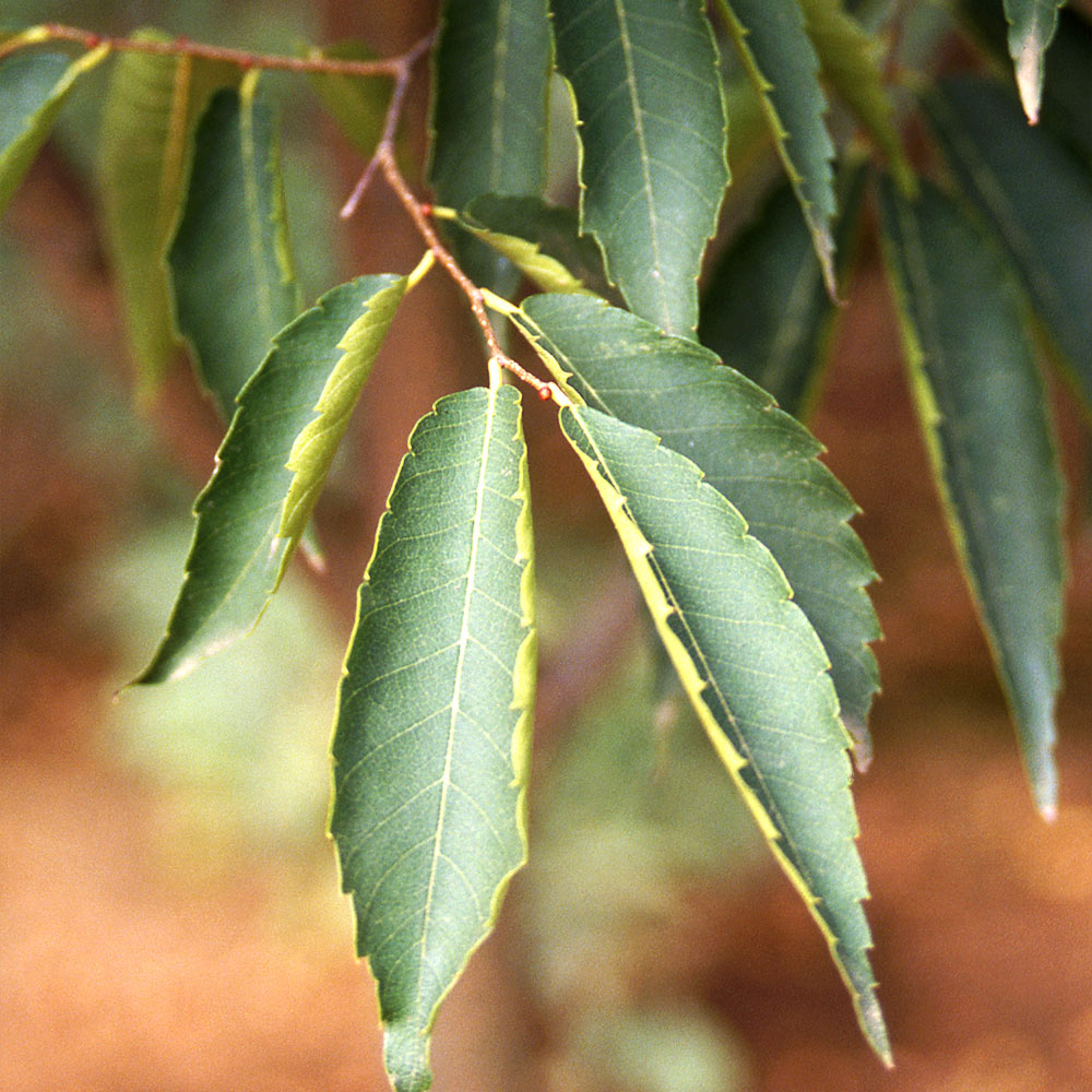Green Vase® Zelkova Tree - Image 4