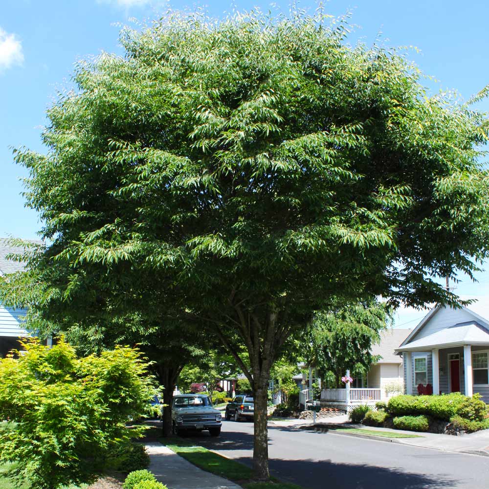 Green Vase® Zelkova Tree - Image 2