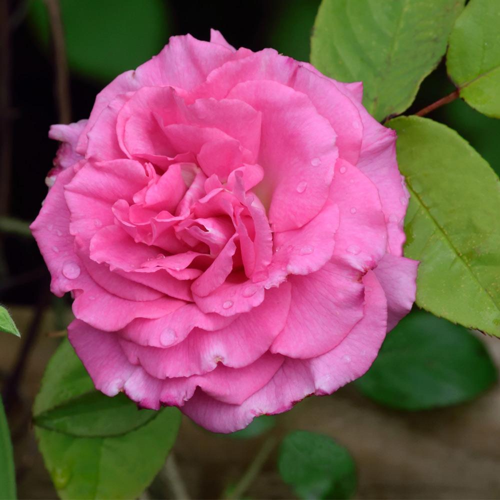 Zephirine Drouhin Climbing Rose Shrub - Image 2