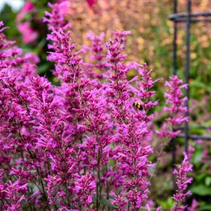 Meant to Bee® Royal Raspberry Agastache Plant