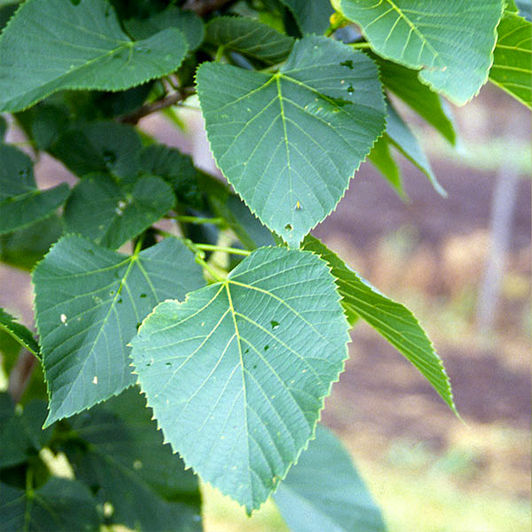 American Sentry™ Linden Tree - Image 2