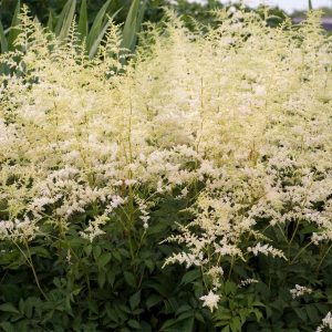 Bridal Veil® Astilbe Plant