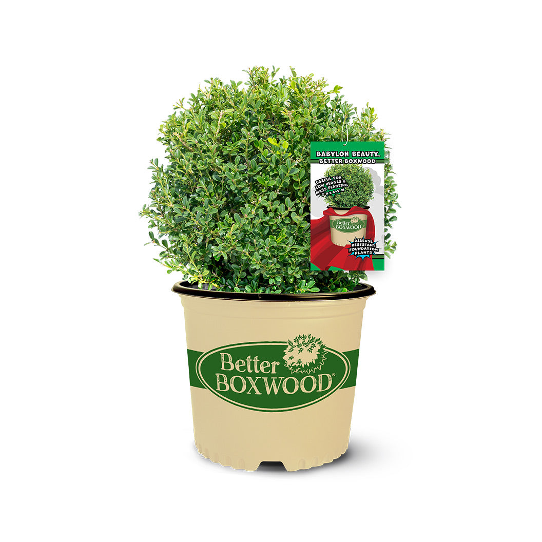 Better Boxwood® Babylon Beauty™ Shrub - Image 2