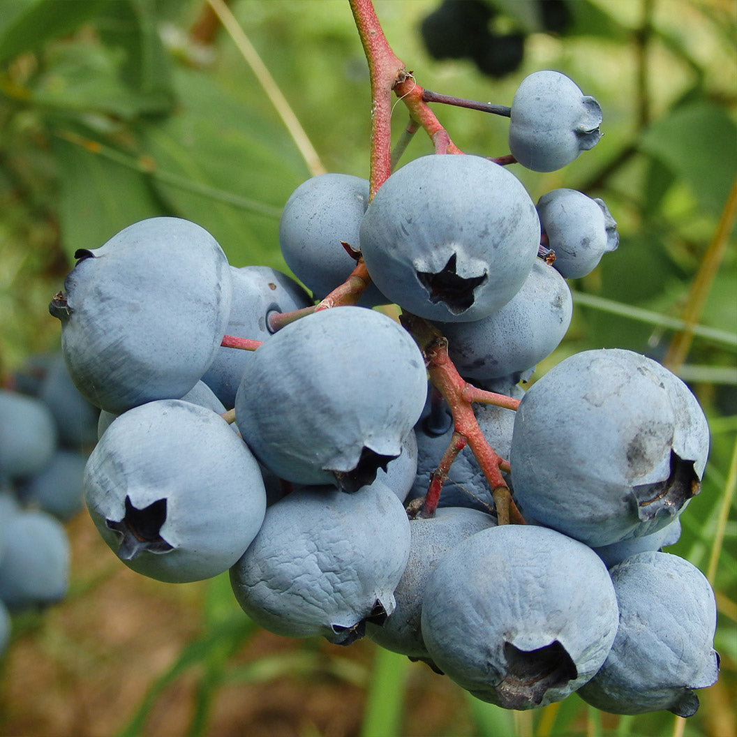 Becki Blue Rabbiteye Blueberry Bush - Image 2