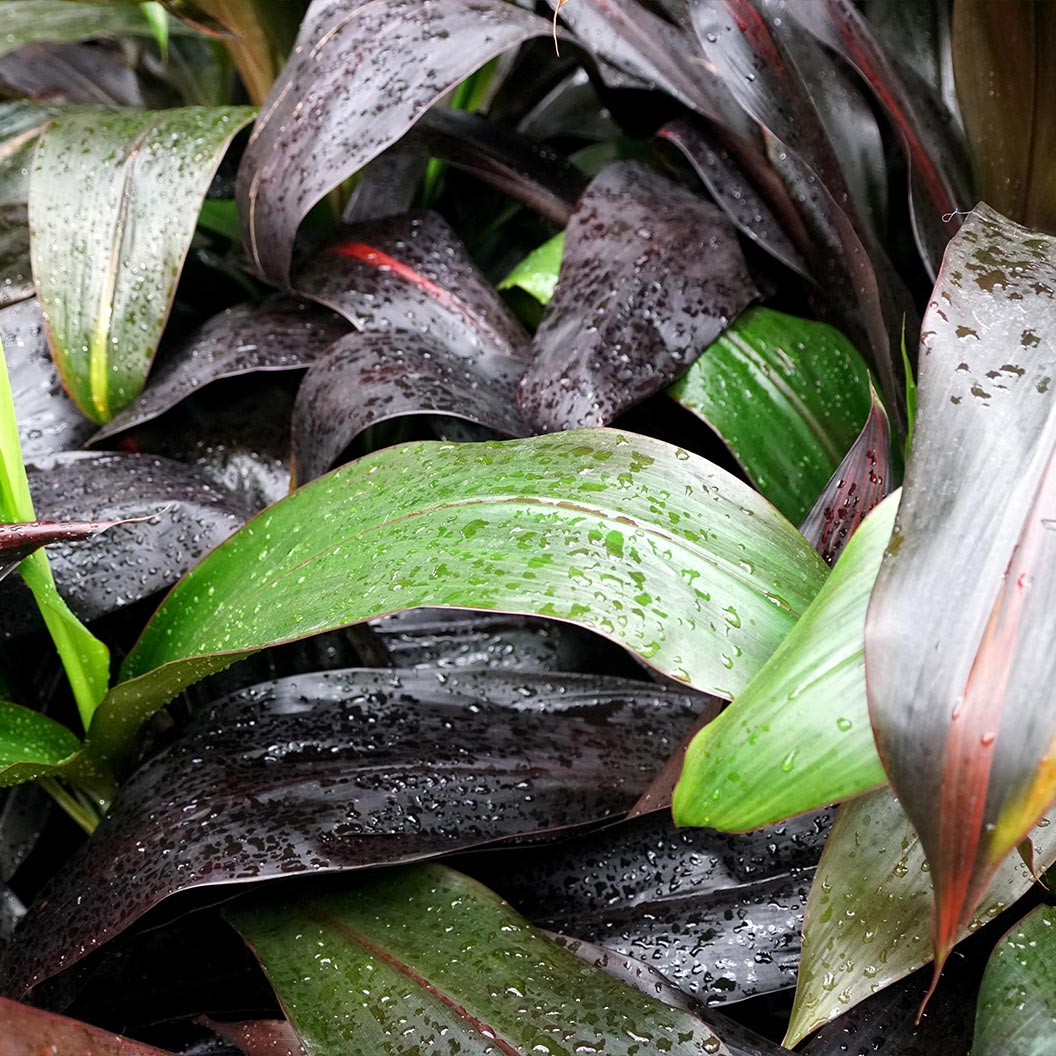Black Magic Cordyline Plant - Image 2