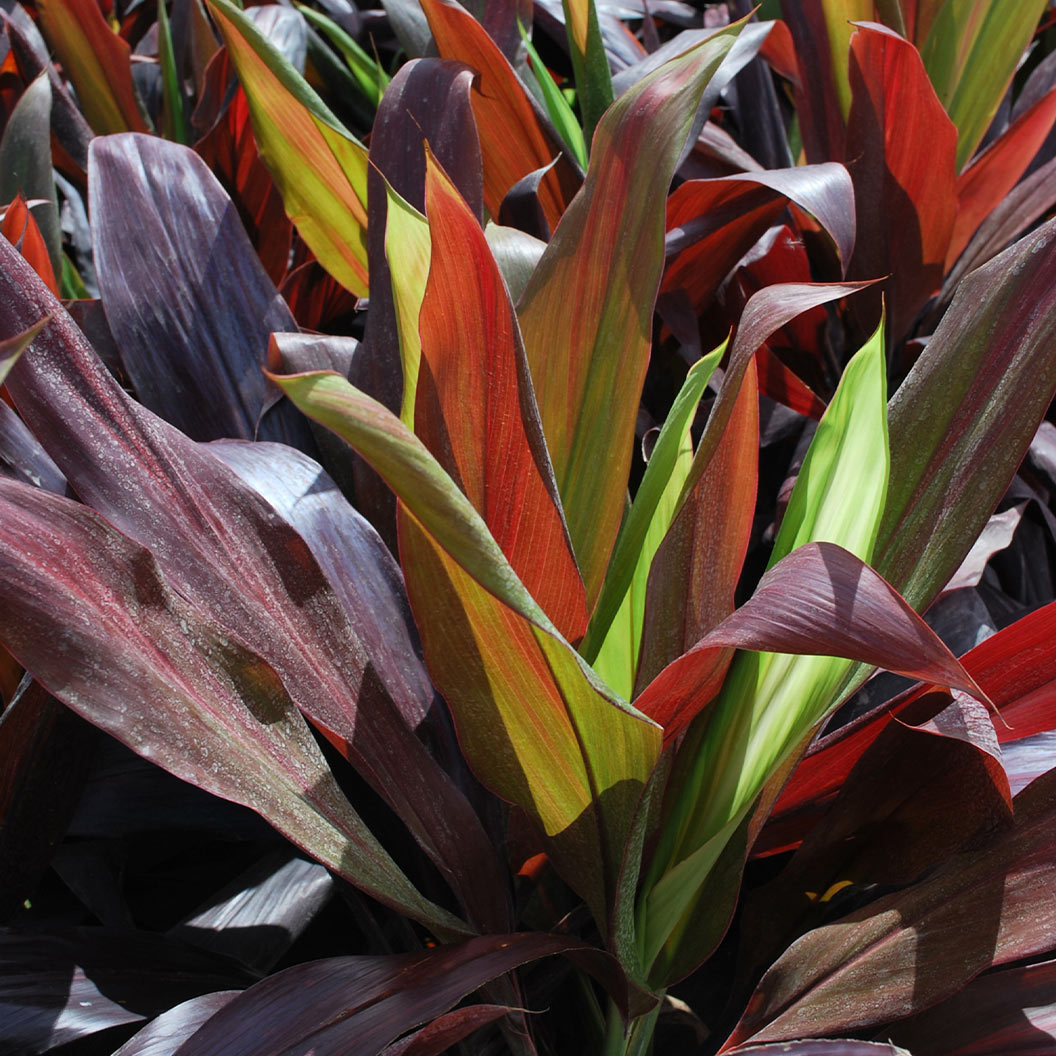 Black Magic Cordyline Plant