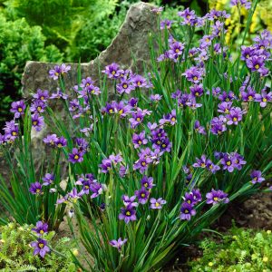 Lucerne Blue-Eyed Grass