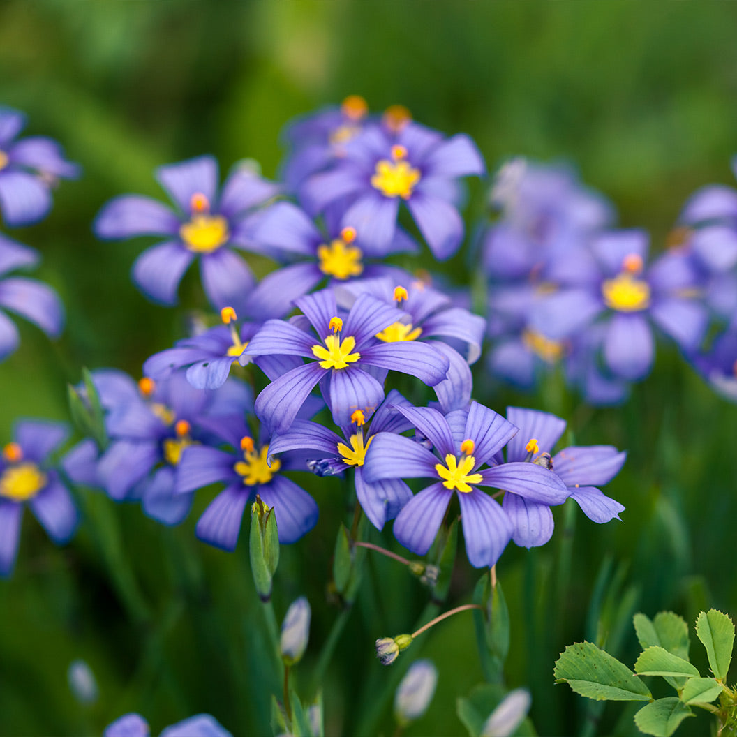 Lucerne Blue-Eyed Grass - Image 3