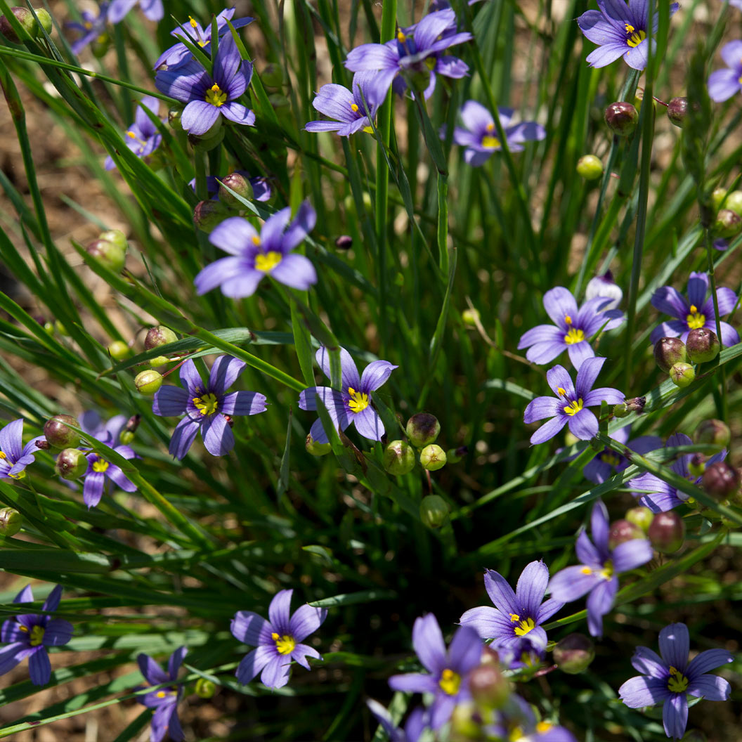 Lucerne Blue-Eyed Grass - Image 2