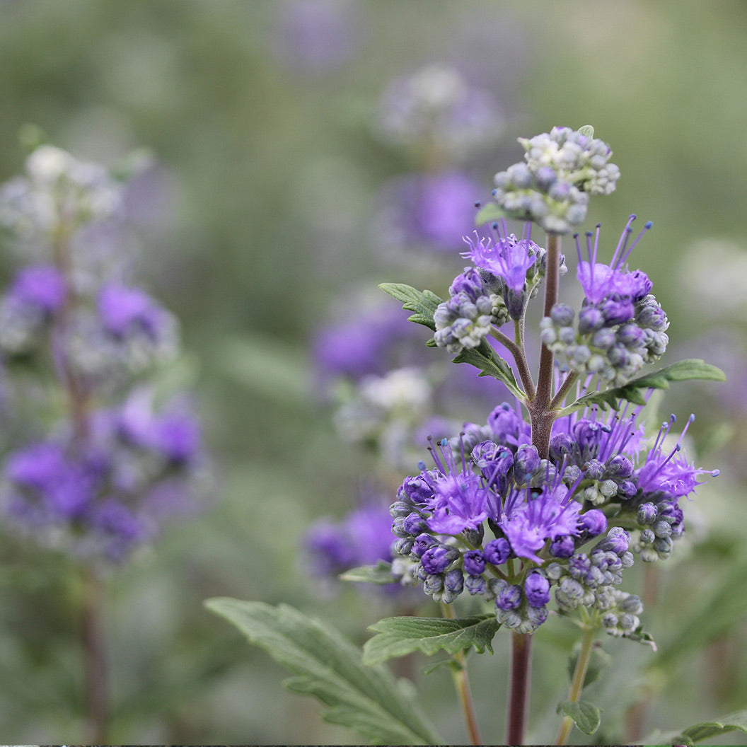 Proven Winners® Beyond Midnight® Bluebeard Shrub - Image 2