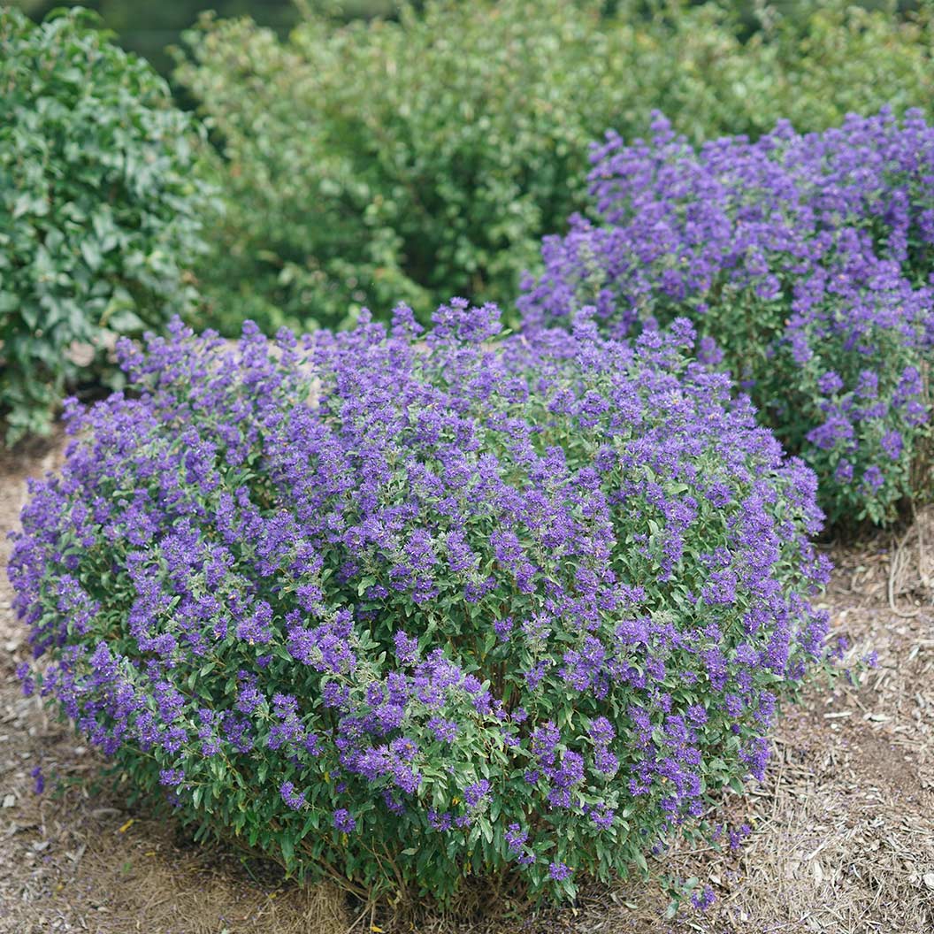 Proven Winners® Beyond Midnight® Bluebeard Shrub - Image 3