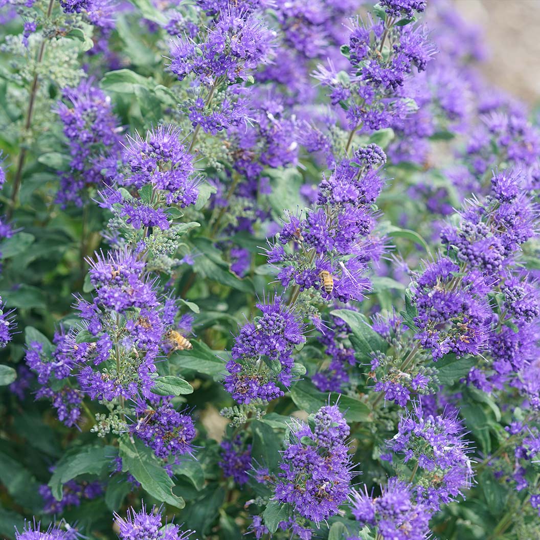Proven Winners® Beyond Midnight® Bluebeard Shrub - Image 4