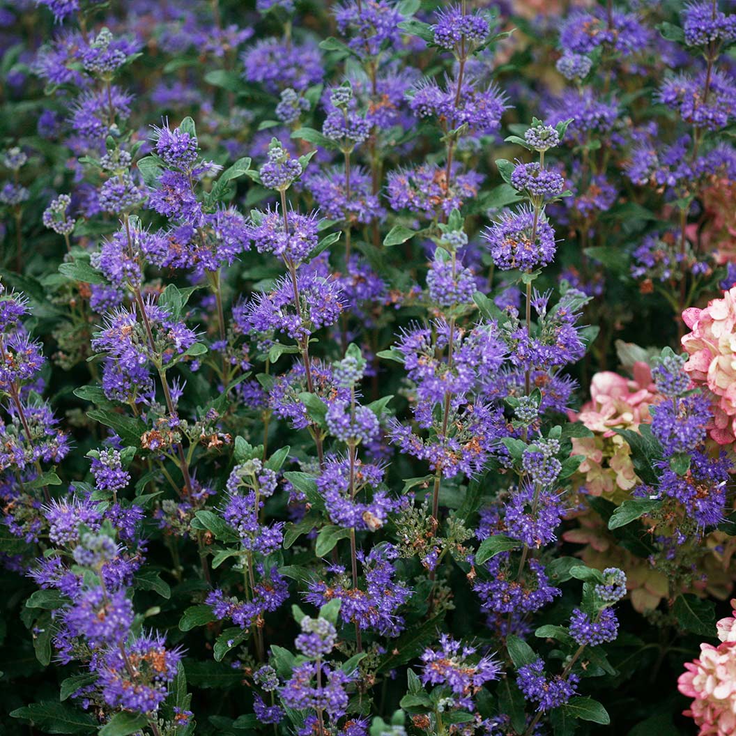 Proven Winners® Beyond Midnight® Bluebeard Shrub - Image 5