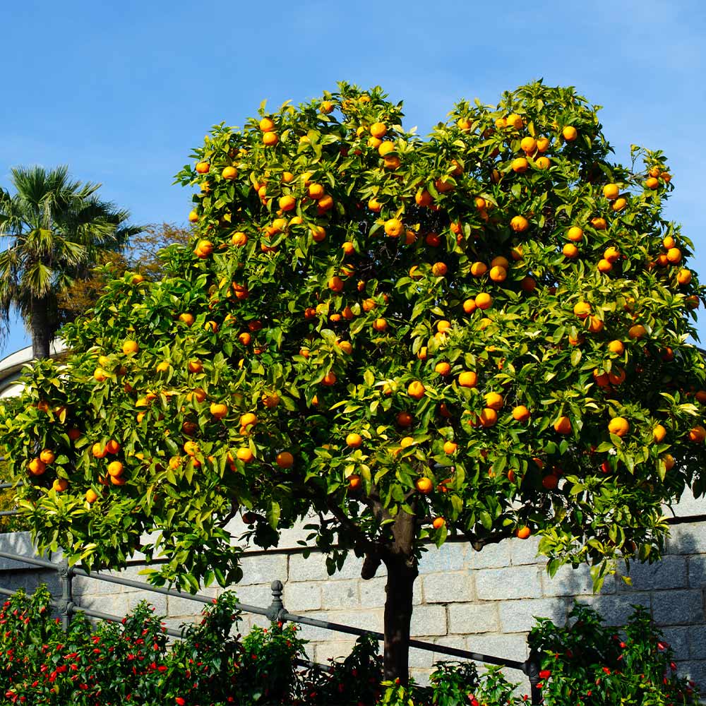 Cara Cara Orange Tree - Image 2