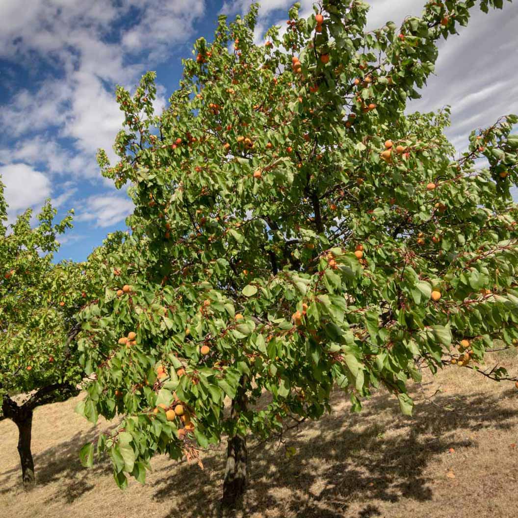 Chinese Mormon Apricot Tree - Image 2
