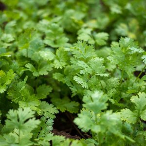 Cilantro Plant - USDA Organic