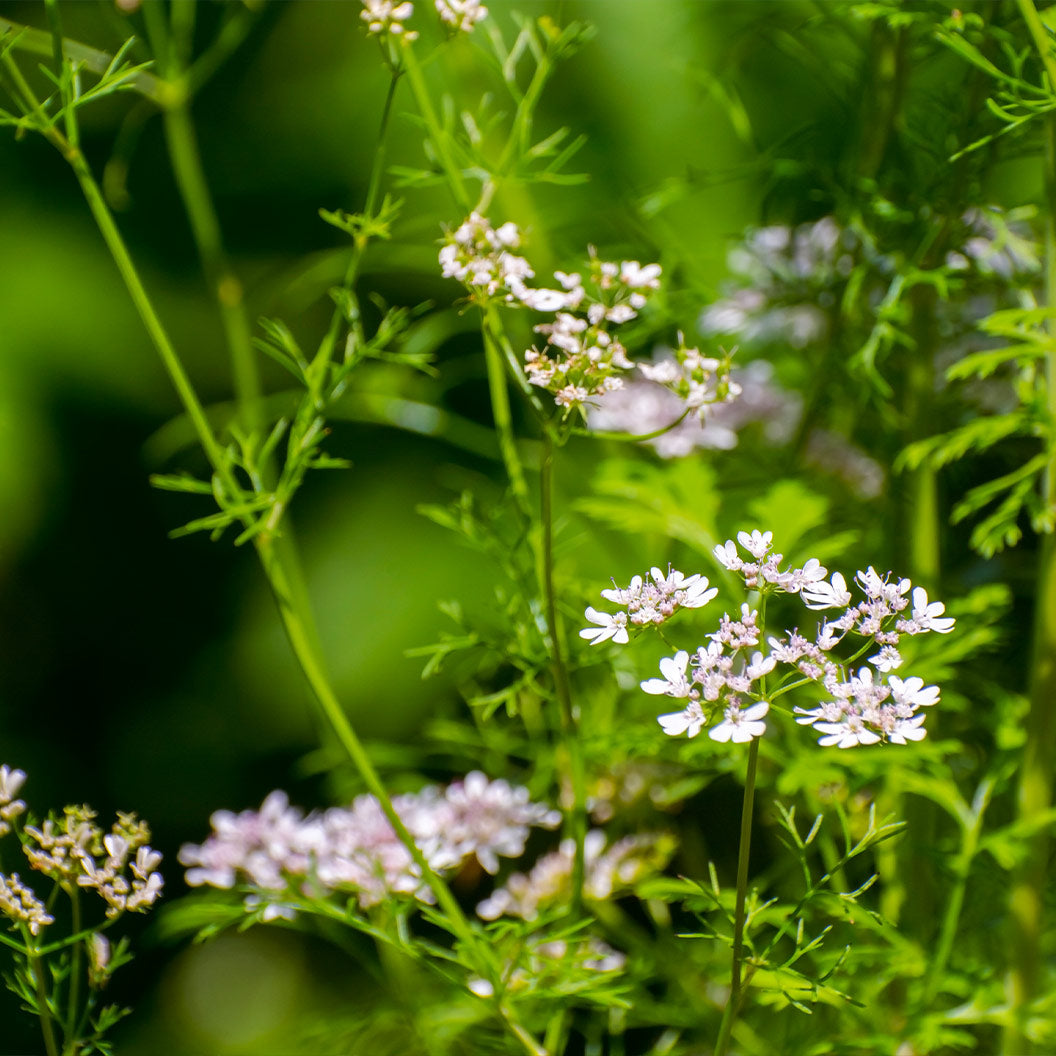 Cilantro Plant - USDA Organic - Image 2