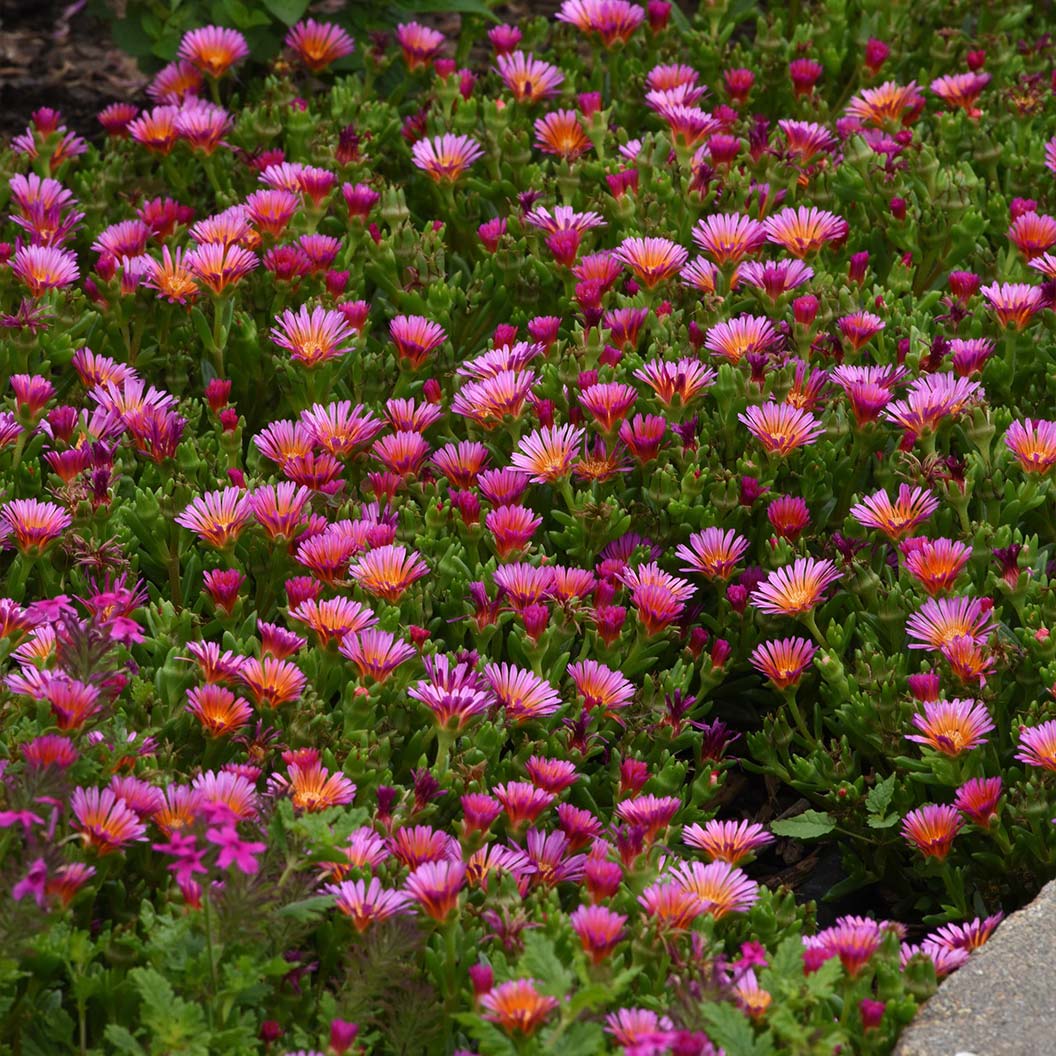 Better Versions® Ocean Sunset™ Orange Glow Ice Plant - Image 2