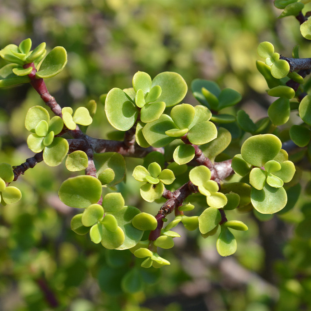 Dwarf Jade Plant - Image 2