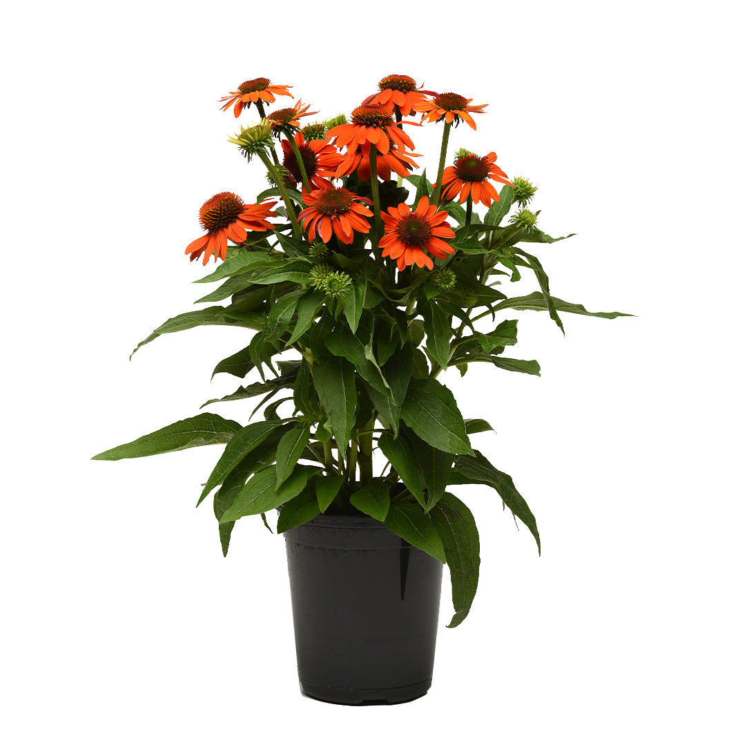 Better Versions® Sombrero® Adobe Orange Echinacea Plant - Image 3